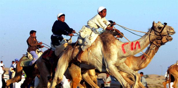 La "camellomanía" está tan extendida en Arabia Saudí que cada tribu organiza su propio festival dedicado a este animal.