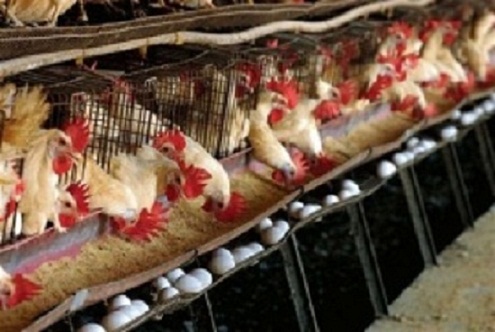 “Vamos a llegar hasta 40 millones de unidades de huevos al mes y a exportar 8 millones de unidades de pollos”, refirió el funcionario.