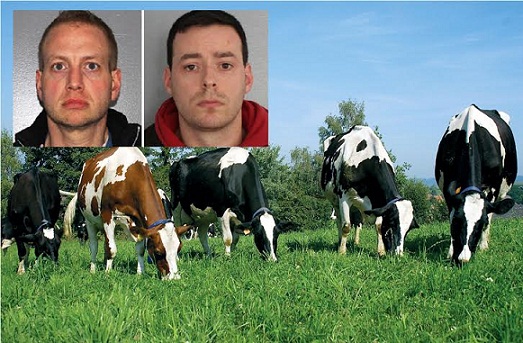 Michael Jones de 35 años y Reid Fontaine de 31, acusados de tener relaciones sexuales con vacas en una finca de Herkimer en el condado Utica de NY.