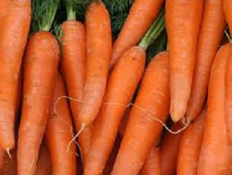 Mientras por un lado se importa, en Constanza, la zanahoria se pierde..!!