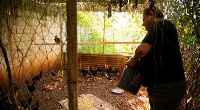Las peleas de gallos serán ilegales en Puerto Rico