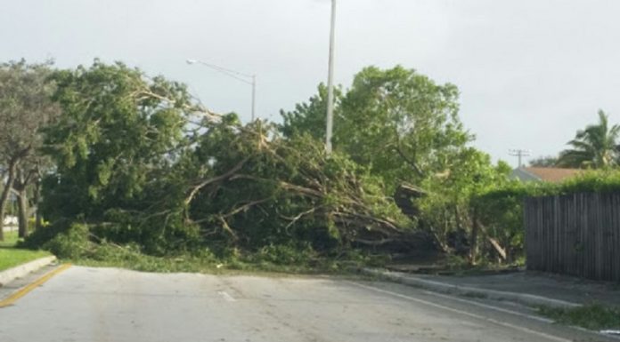 Ventarrones derriban árboles, postes y dejan sin electricidad a la región del Cibao