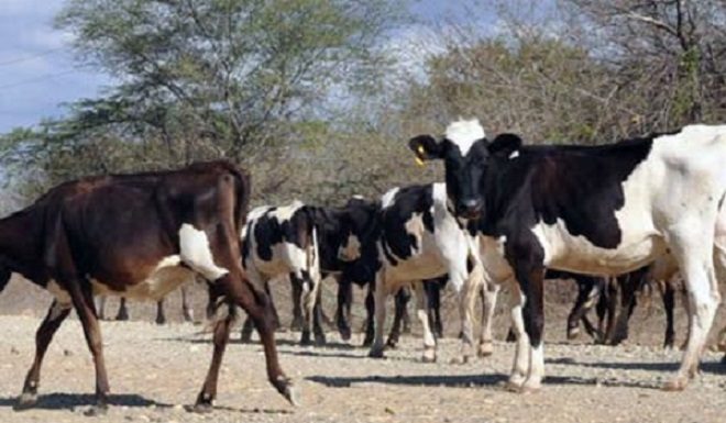 Recuperan en Haití reses robadas en Montecristi