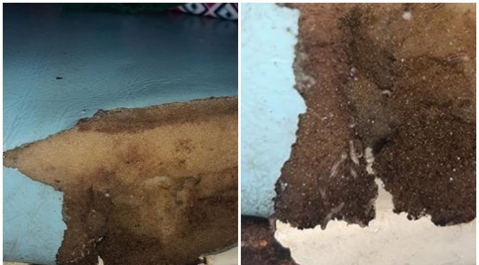 Camillas del Hospital Calixto García llenas de gusanos despiertan indignación en las redes