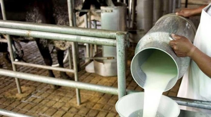 Ganaderos donan leche exigiendo aumento del precio