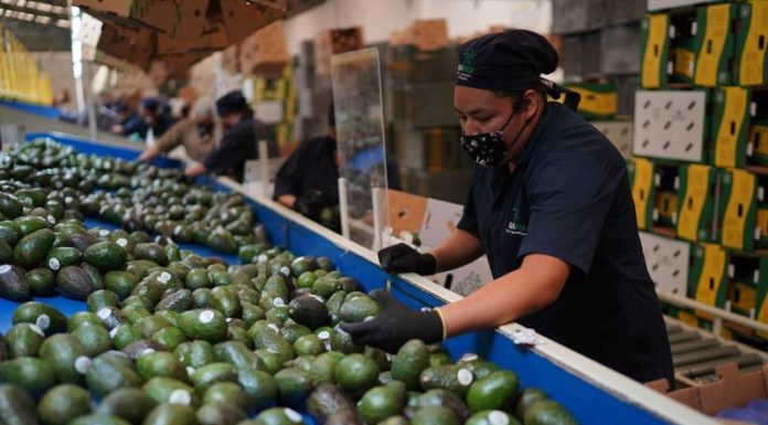 EU suspende importación de aguacate mexicano