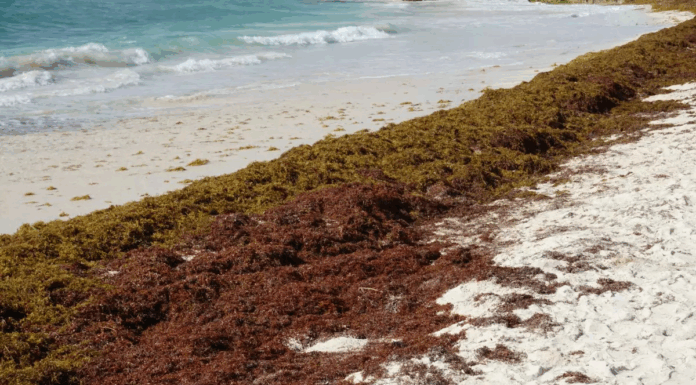 RD pide a UNESCO reconocer sargazo como una emergencia