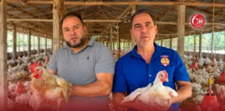 Productores avícolas aseguran estar al borde de la quiebra por sobreproducción e importaciones